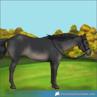 Horse Color:Black 