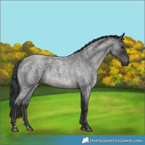 Horse Color:Blue Roan 