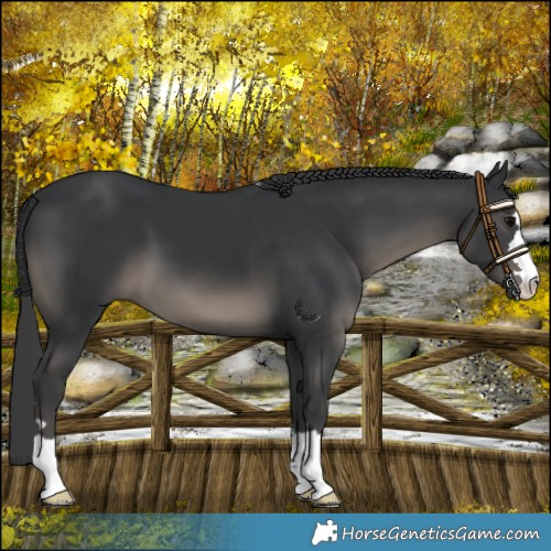 Horse Color:Black 