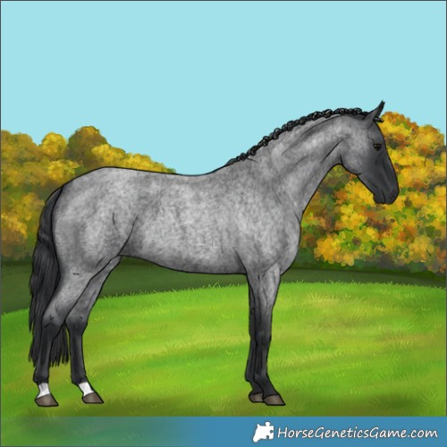 Horse Color:Blue Roan 