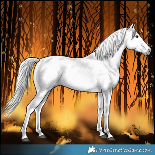 Horse Color:Gray Bay Roan 