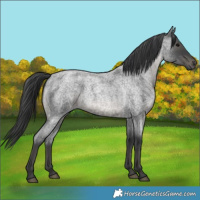 Horse Color:Blue Roan 