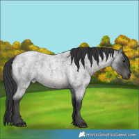 Horse Color:Blue Roan 