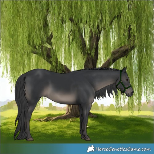 Horse Color:Black 
