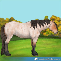 Horse Color:Bay Roan 