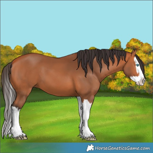 Horse Color:Bay Splash 