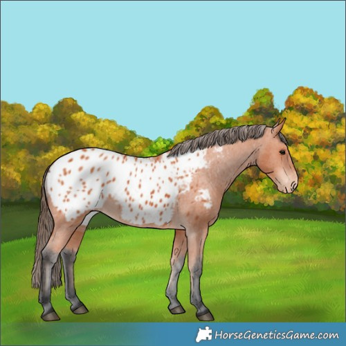 Horse Color:Bay Blanket 