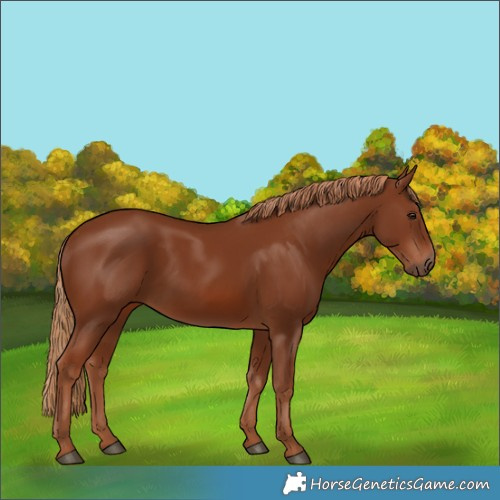 Horse Color:Chestnut 