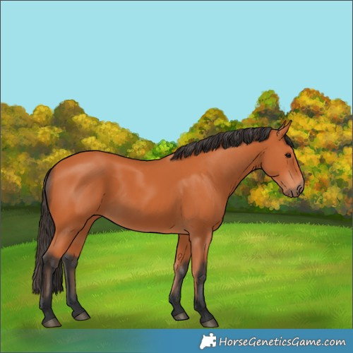 Horse Color:Bay 