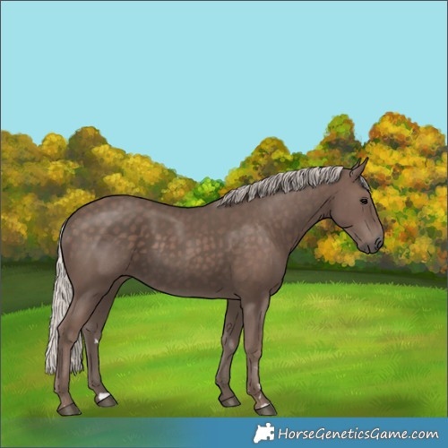 Horse Color:Silver Black 