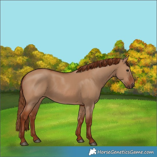 Horse Color:Red Dun 
