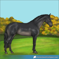 Horse Color:Black 