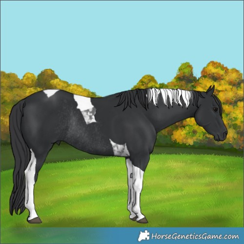 Horse Color:Black Tobiano Rabicano 
