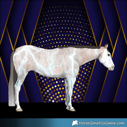 Horse Color:Bay Roan Splash Rabicano