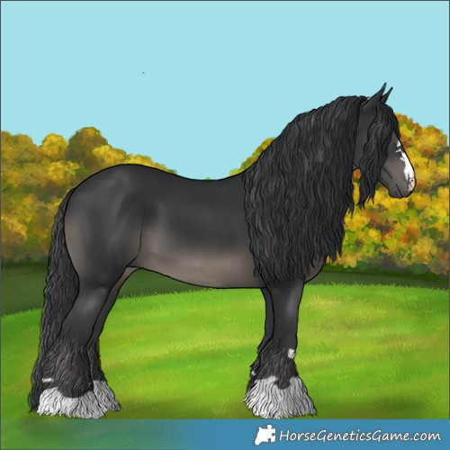 Horse Color:Black 