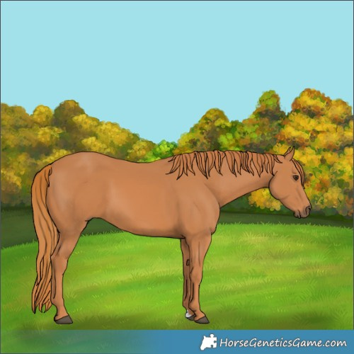 Horse Color:Chestnut 