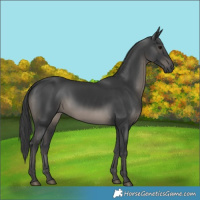 Horse Color:Black 