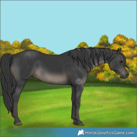 Horse Color:Black 