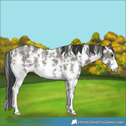 Horse Color:Grullo Sabino Rabicano 