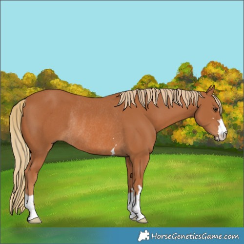 Horse Color:Chestnut Rabicano 