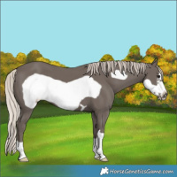 Horse Color:Silver Black Frame 