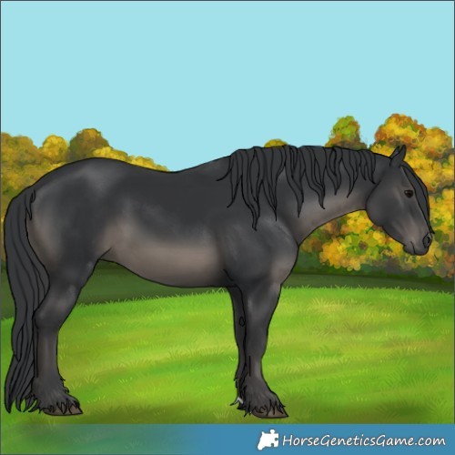 Horse Color:Black 