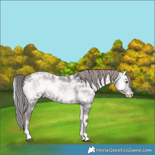 Horse Color:Platinum Liver Red Onyx Ice Roan Rabicano 