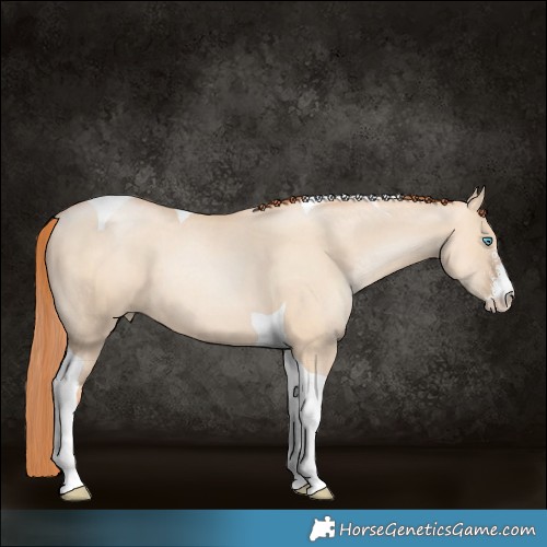 Horse Color:Sable Champagne Pearl Dun Sabino Tobiano