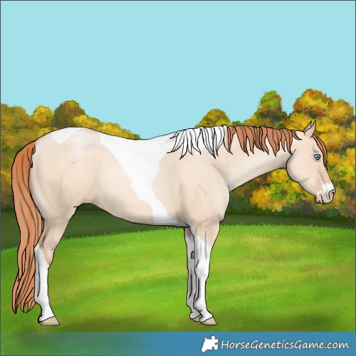 Horse Color:Sable Champagne Pearl Dun Sabino Tobiano 
