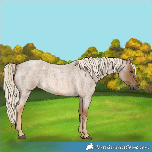 Horse Color:Chocolate Palomino Roan 