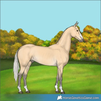 Horse Color:Silver Buckskin 