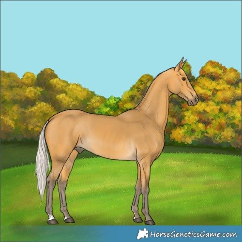 Horse Color:Silver Buckskin 