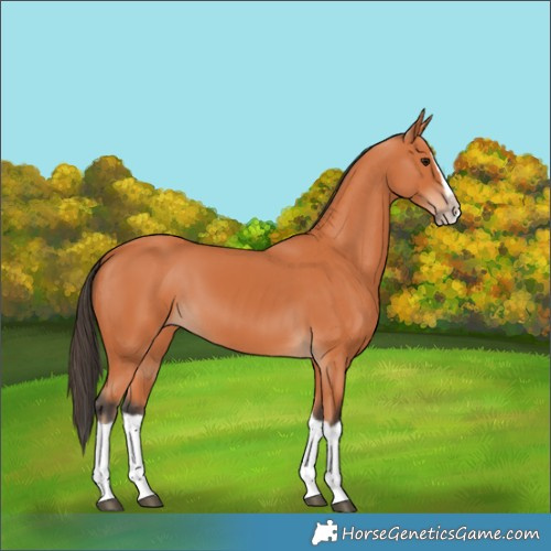 Horse Color:Bay Splash Frame 