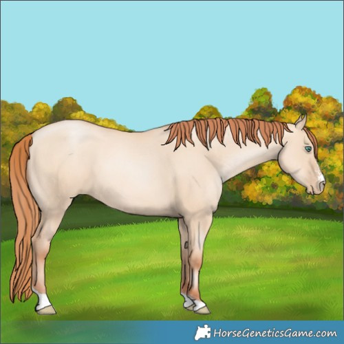 Horse Color:Classic Champagne Pearl Dun Sabino Tobiano