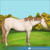 Horse Color:Classic Champagne Pearl Dun Sabino Tobiano 