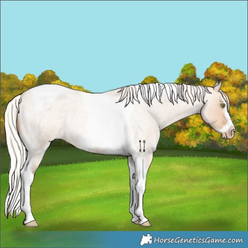 Horse Color:Silver Classic Champagne Roan Dun Splash Tobiano Frame Varnish Rabicano 