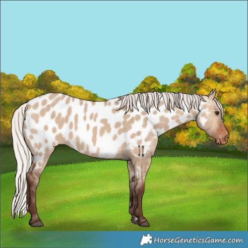Horse Color:Silver Brown Dun Near Leopard