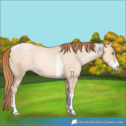 Horse Color:Classic Champagne Pearl Dun Sabino Tobiano