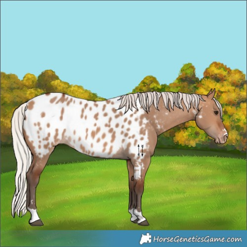 Horse Color:Silver Brown Dun Appaloosa 