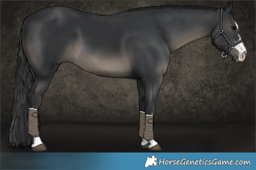 Horse Color:Black 