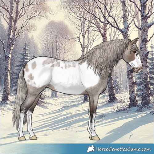 Horse Color:Silver Brown Roan Dun Sabino Frame Appaloosa 