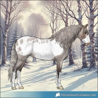 Horse Color:Silver Brown Roan Dun Sabino Frame Blanket