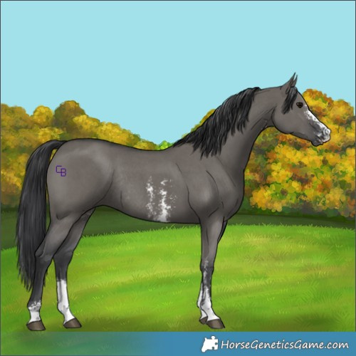 Horse Color:Grullo Sabino Rabicano 