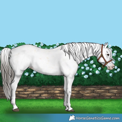 Horse Color:Buckskin Sabino 