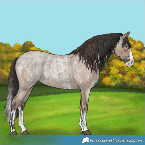 Horse Color:Unknown 
