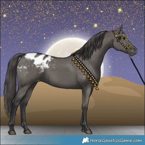 Horse Color:Grullo Appaloosa 