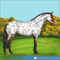 Horse Color:Bay Appaloosa 