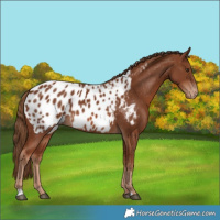 Horse Color:Chestnut Appaloosa 