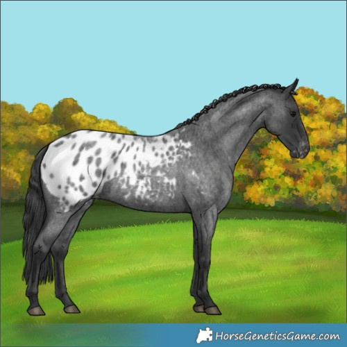 Horse Color:Blue Roan Appaloosa