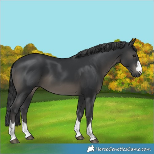 Horse Color:Black 